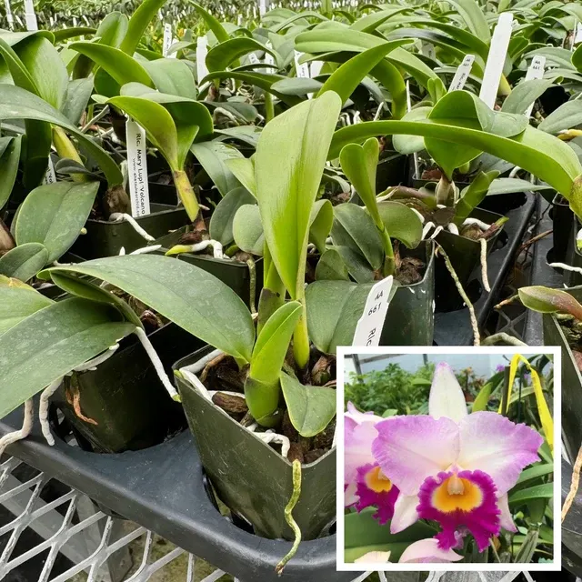 Rhyncholaeliocattleya Mary Lupi 'Volcano Queen' (Rhyncholaeliocattleya)