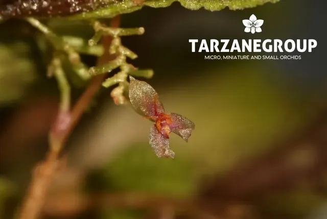 Lepanthes tortuosa