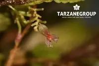 LEPANTHES TORTUOSA MINIATURE ORCHID MOUNTED
