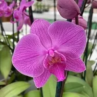 Phalaenopsis True Hero