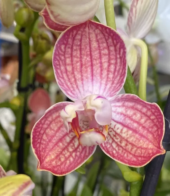 Phalaenopsis Anthura Ravello - Flori Pelorice