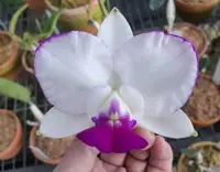 C.walkeriana var.s/a x sib ('Memory of Love' x 'Eason') (CKS1100) (Cattleya - - walkeriana )