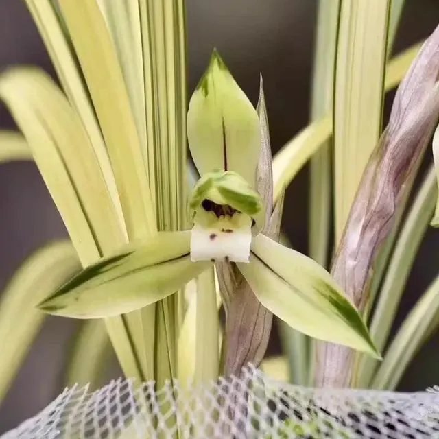 Cymbidium goeringii 'Jixiang Ruyi' (Cymbidium)