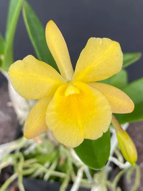 Cattleytonia Why Not 'Makana ke Akua' (Cattleytonia)