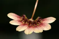 Bulbophyllum lepidum
