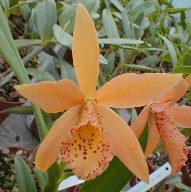 Brassolaeliocattleya GOLDEN MULE