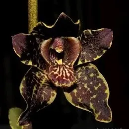 Grammatophyllum jumbo (Grammatophyllum)
