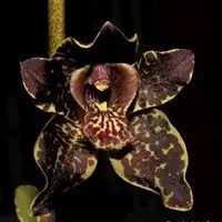 Grammatophyllum jumbo Grand