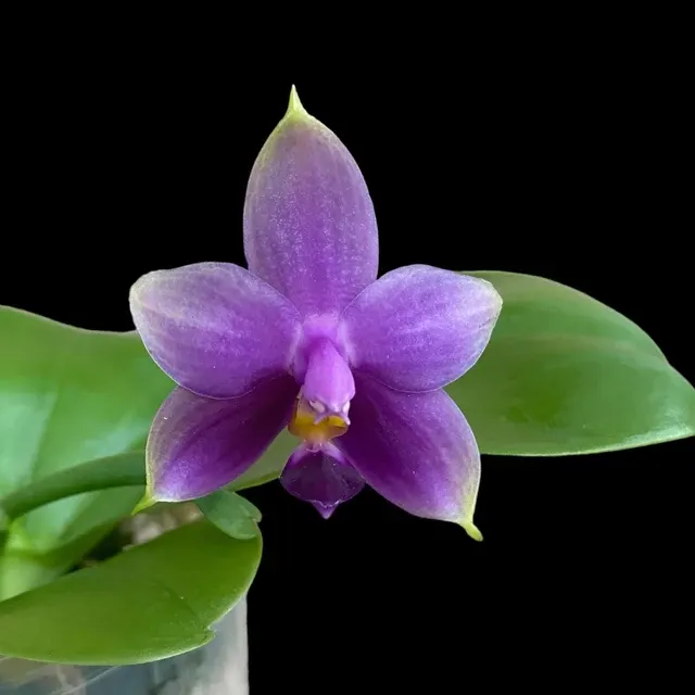 Phalaenopsis Samera Var. Blue - Intens Parfumata