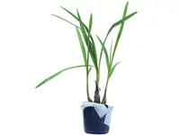 Dendrobium violaceum f. pink x f. blue