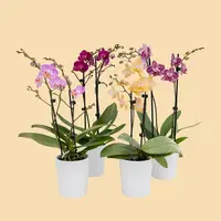 Phalaenopsis Orchids Assorted Colors in a 3" Deco Pot - 15 Plants per box - Free Shipping