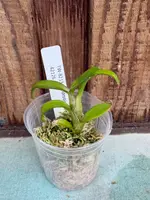 Dendrobium parishii