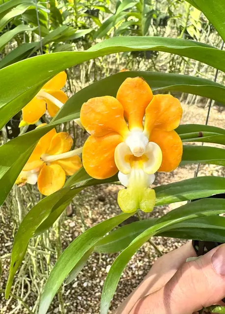 Vanda denisoniana var (Vanda)