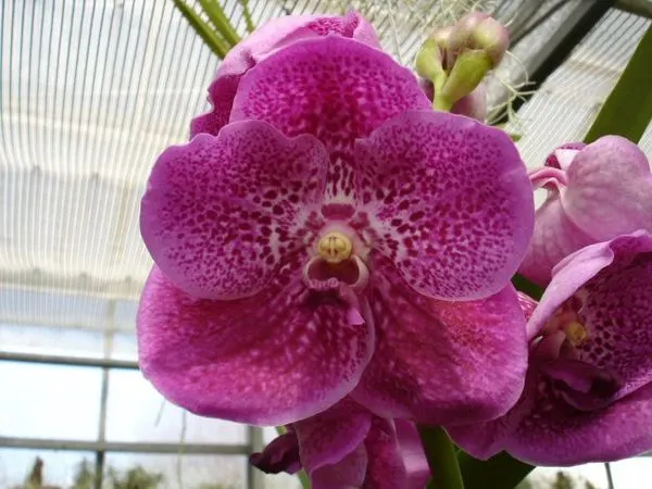 Vanda ORATHAI