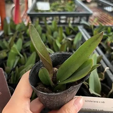Cattleya schilleriana × sib (Cattleya)