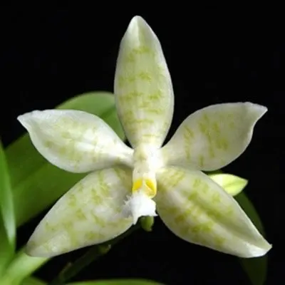 Phalaenopsis hieroglyphica var alba sp (Phalaenopsis)