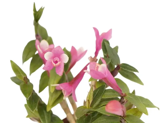 Dendrobium Illusion Purple (Dendrobium)