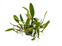 Bulbophyllum Doris Dukes