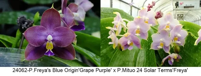 Phalaenopsis Freya's Blue Origin x Mituo 24 Solar Terms (Phalaenopsis)