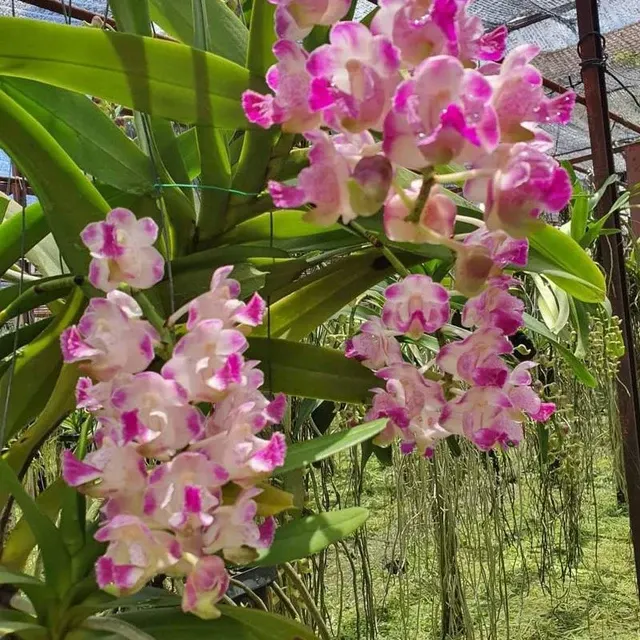 Aerides Koratkoki (Aerides)