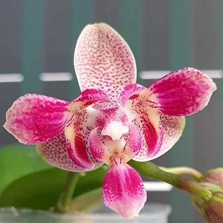 Phalaenopsis Caribbean Sunset × Minus (Phalaenopsis)