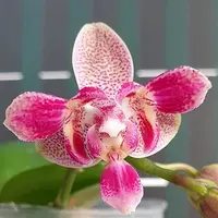 Phalaenopsis Caribbean Sunset × minus (peloric 3 lips ) 2.5" Fragrant