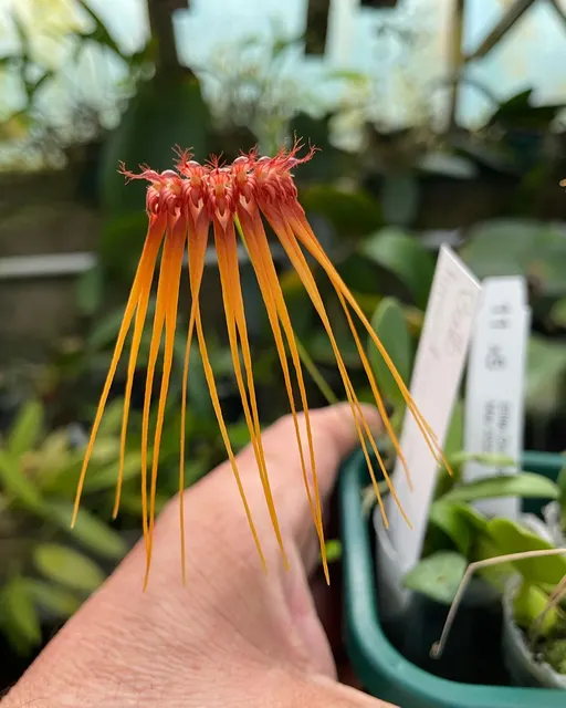 Bulbophyllum Fireworks (Bulbophyllum)