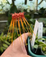 Bulbophyllum Fireworks (hirundinis x pecten-veneris)