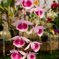 Dendrobium Mentor