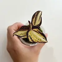 Anoectochilus siamensis 'White Center' (variegata) variegated 1.7" *On Hand*