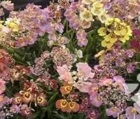 Individual Mini Orchid - Tolumnia - Hybrids