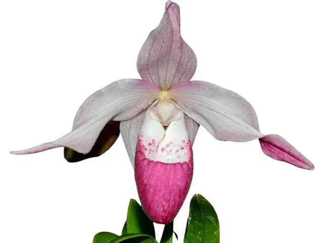 Phragmipedium Martina (Phragmipedium)