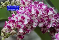 Rhynchostylis White pink Fragrance Orchid 4