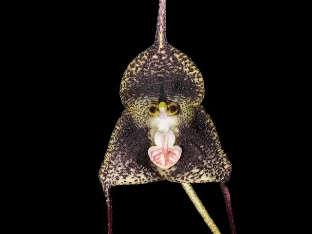 Dracula fuligifera (Dracula)