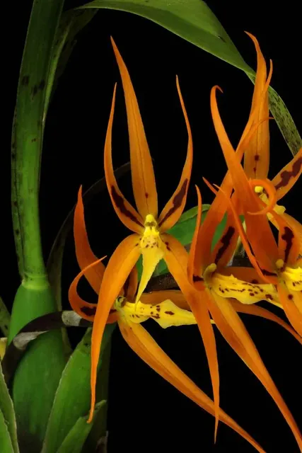 Brassia Orange Delight 'Hilo Sunrise'