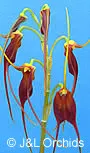 Masdevallia schlimii (Masdevallia)