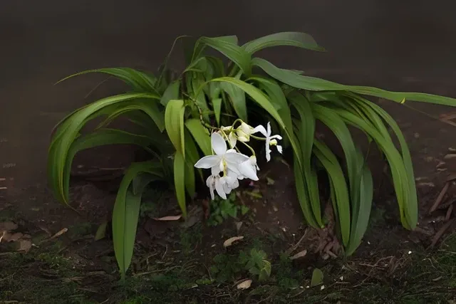 Spathoglottis plicata 'Yellow' (Spathoglottis)