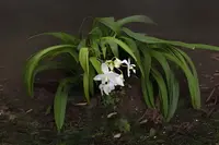 Spathoglottis plicata 'Yellow' Ground Orchid | 6in Pot | Vibrant Yellow Flowers | Easy Care Indoor/Outdoor Plant