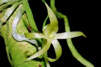 Dendrophylax barrettiae