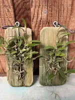 Bulbophyllum pardalotum