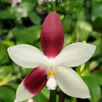 Phal. tetraspis 'C2', Mericlone, Blooming Size, FREE Shipping