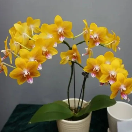 Phalaenopsis Bi Zi Hao (Phalaenopsis)