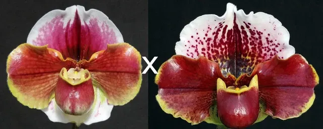 Paphiopedilum Solar Burn X Cupid Heartbreaker' 'Orbit'