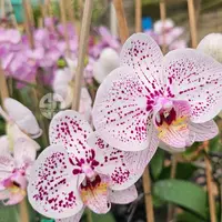 Phalaenopsis Orchid Tropic Ocelot Mature Plant - Ready To Flower