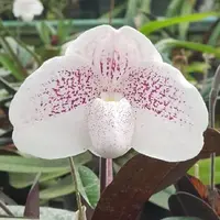 Paph. niveum X Paph. gratrixianum