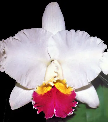 Cattleya Taida Swan 'Swan'
