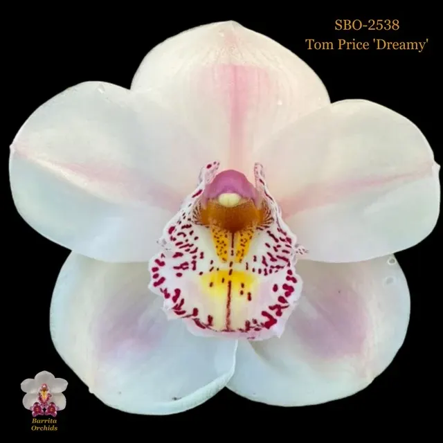 Cymbidium Tom Price 'Dreamy' (Cymbidium)