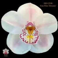 100mm Cymbidium Orchid clone SBO-2538 Tom Price 'Dreamy'