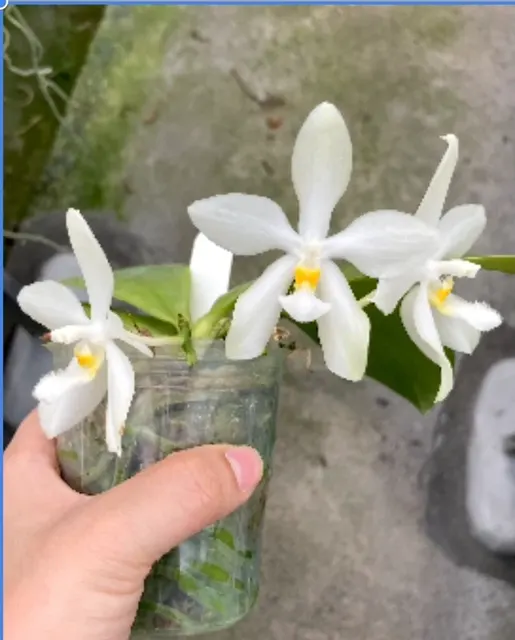 Phalaenopsis Tzu Chiang Tetralitz (Phalaenopsis)