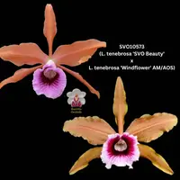 75mm Cattleya Orchid Species SVO10573 (L. tenebrosa 'SVO Beauty' x L. tenebrosa 'Windflower' AM/AOS)